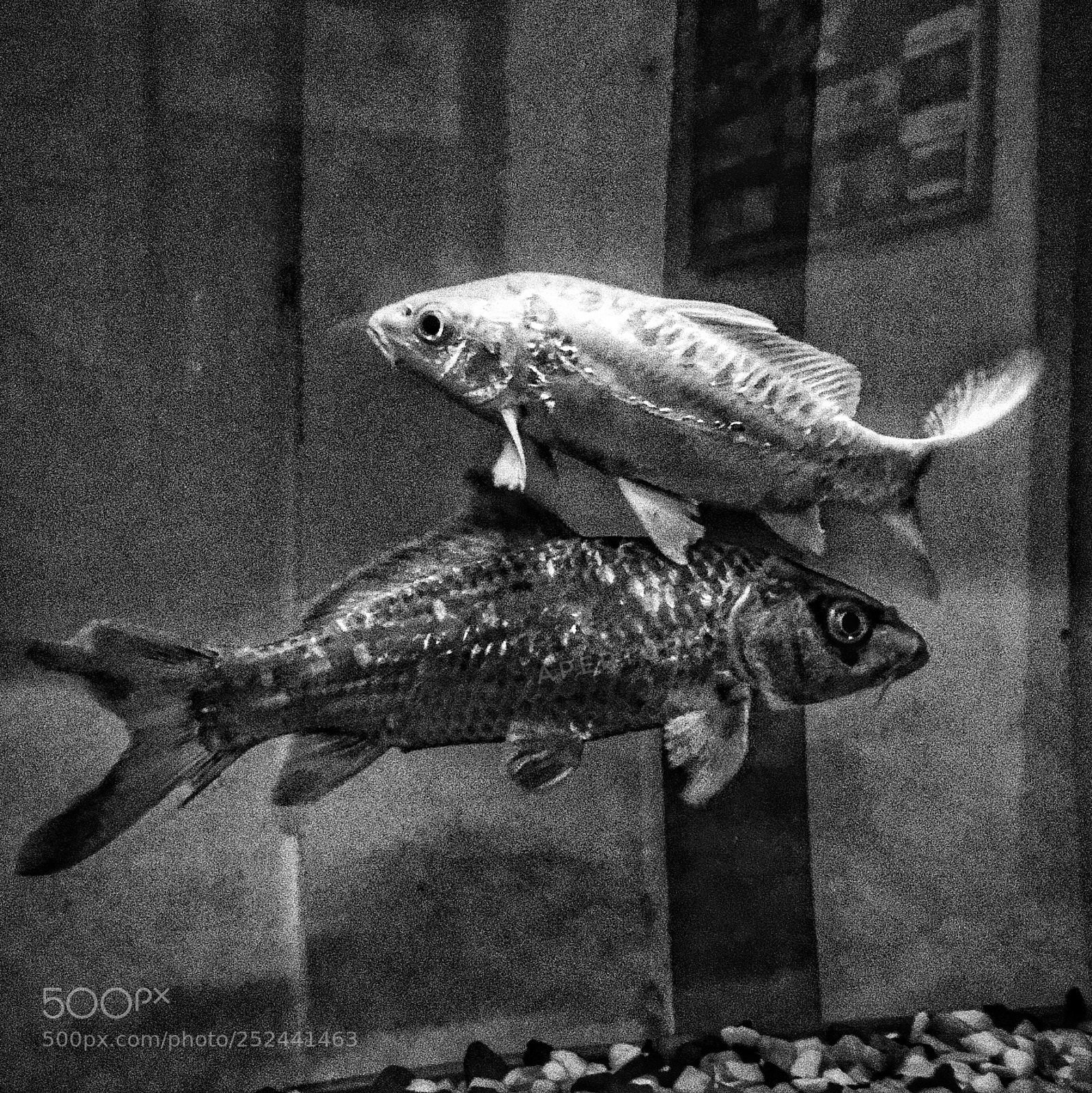 Apple iPhone 6s Plus sample photo. Fish  photography