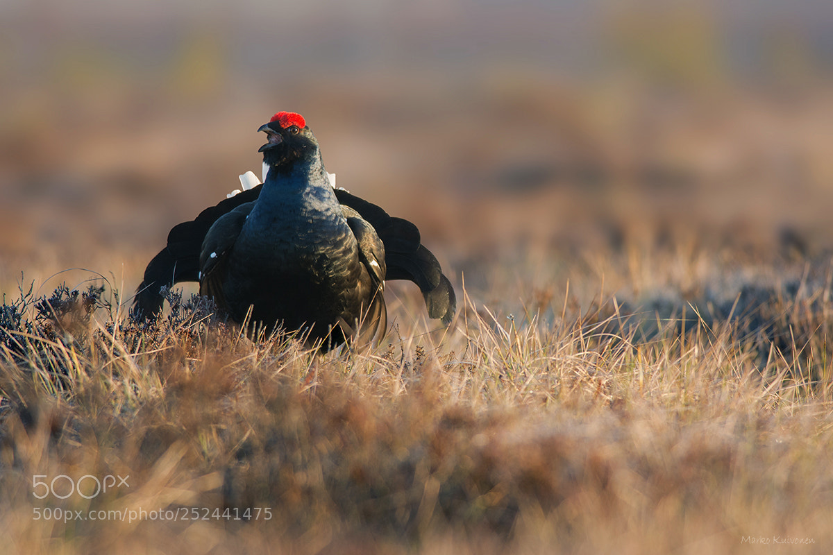 Nikon D7100 sample photo. Rooster photography
