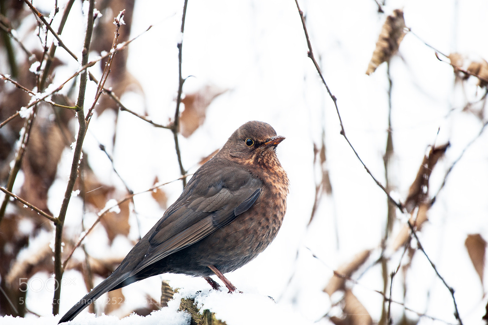 Nikon D3 sample photo. Bird photography