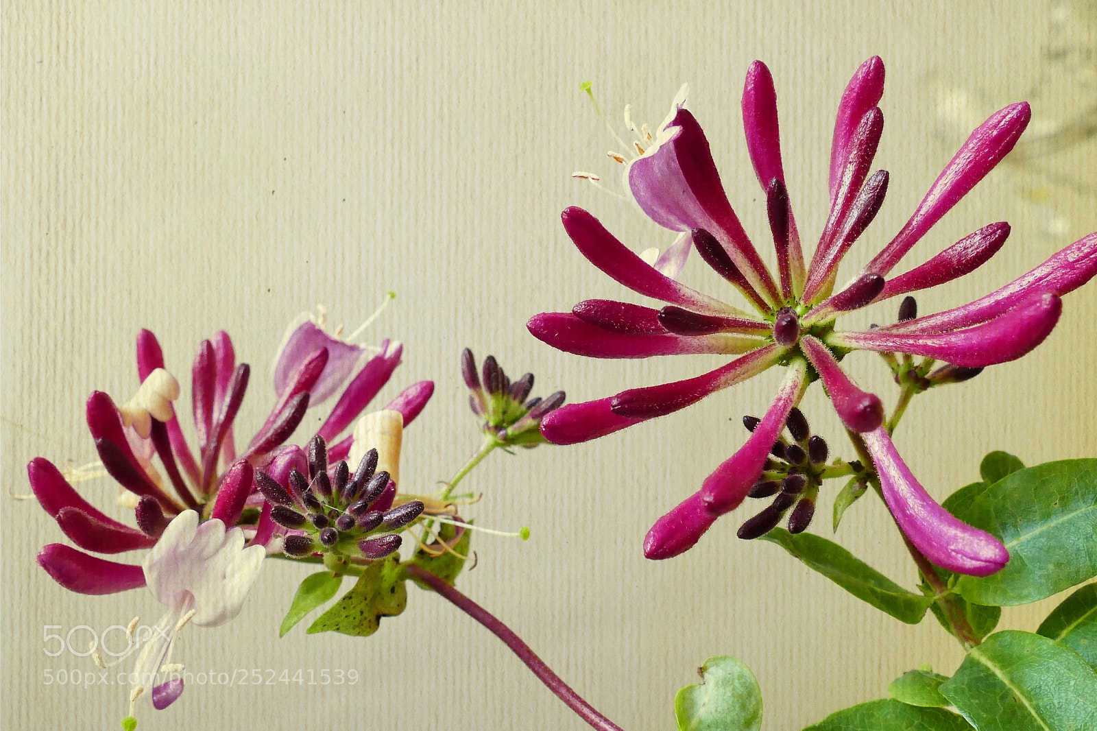Panasonic Lumix DMC-FZ1000 sample photo. Eleganz photography