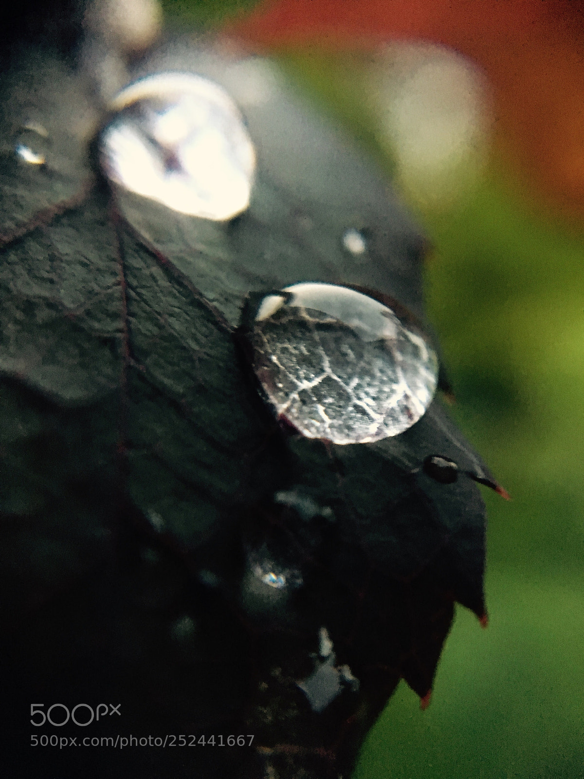 Apple iPhone 6s sample photo. Untitled photography
