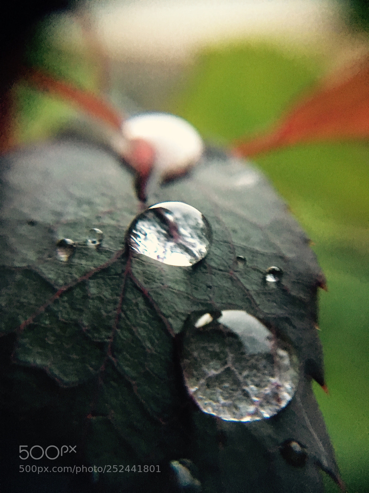 Apple iPhone 6s sample photo. Untitled photography