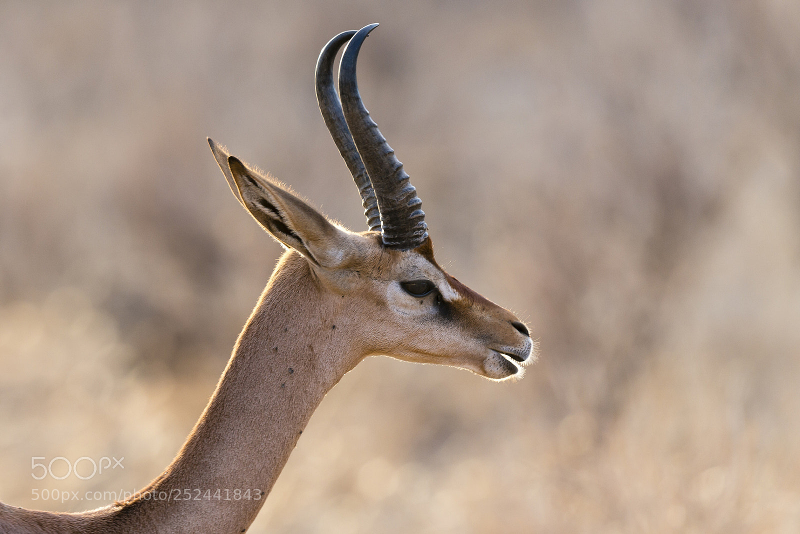 Nikon D800 sample photo. In profile photography