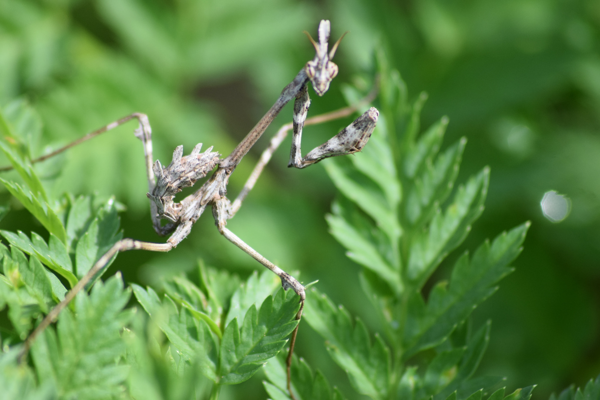 Sigma 70-300mm F4-5.6 APO DG Macro sample photo. Mantis photography