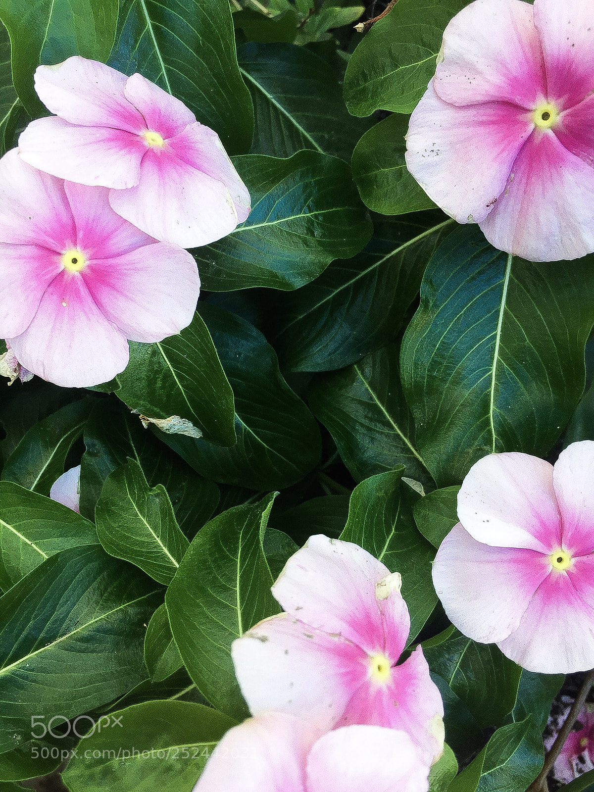 Apple iPhone 6 sample photo. Pretty pink  photography