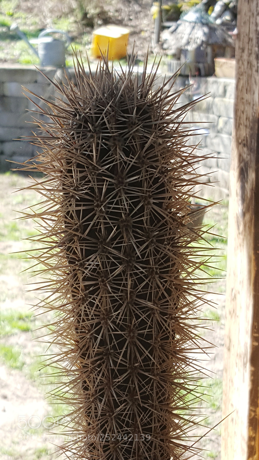Samsung Galaxy S6 sample photo. Untitled photography