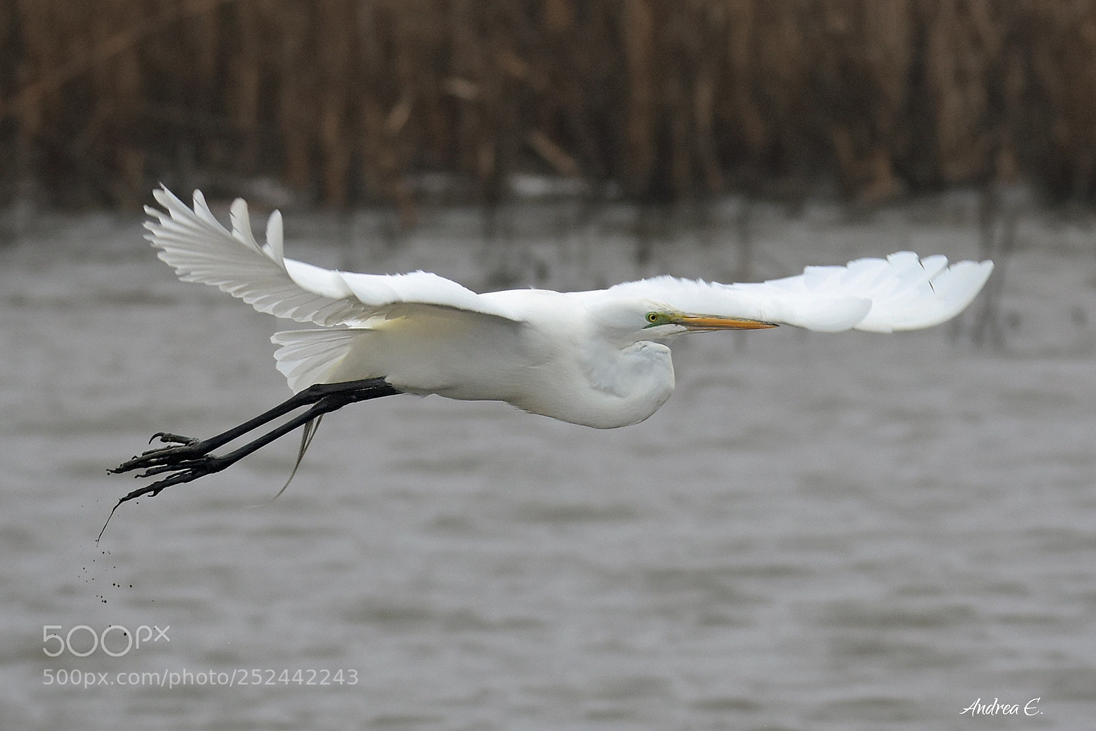 Nikon D7200 sample photo. Graceful gliding photography