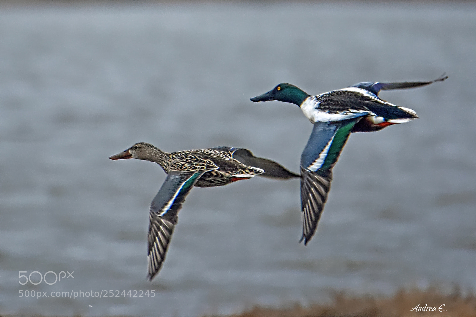 Nikon D7200 sample photo. Northern shoveler couple photography