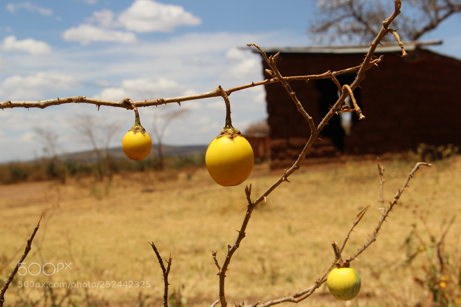 Canon EF-S 18-135mm F3.5-5.6 IS sample photo. Somewhere in africa photography
