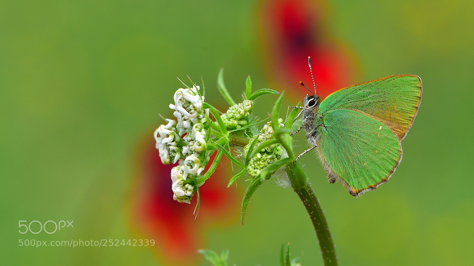 Nikon D810 sample photo. Z mr t callophrys photography