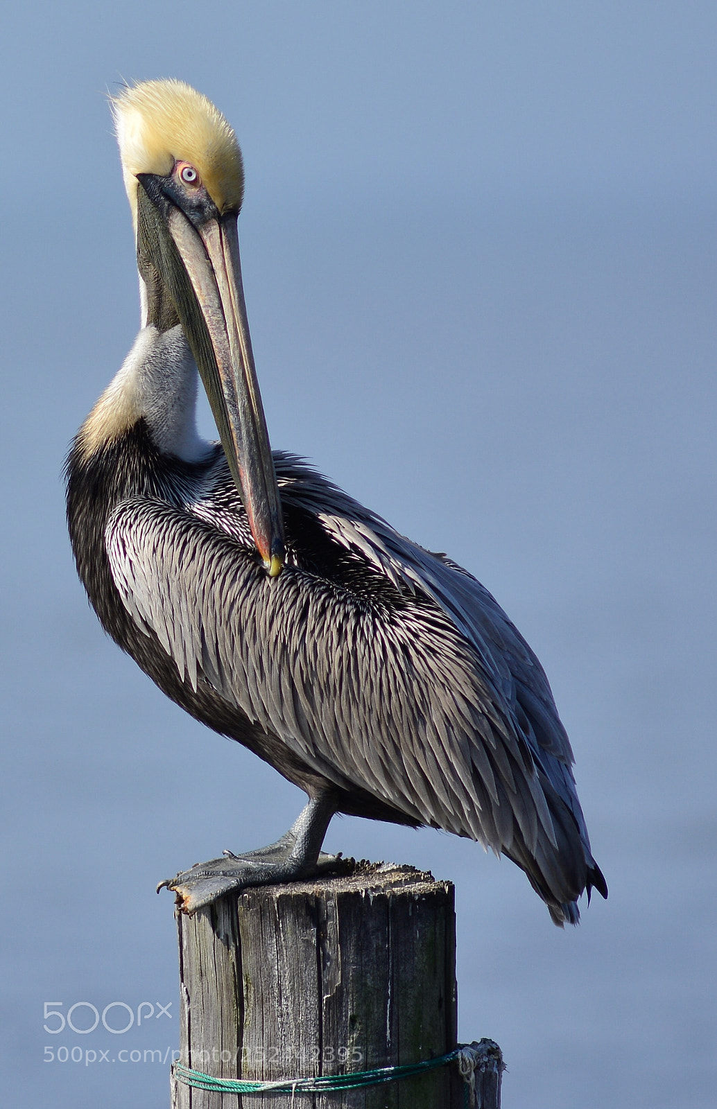 Nikon D7100 sample photo. Brown pelican photography