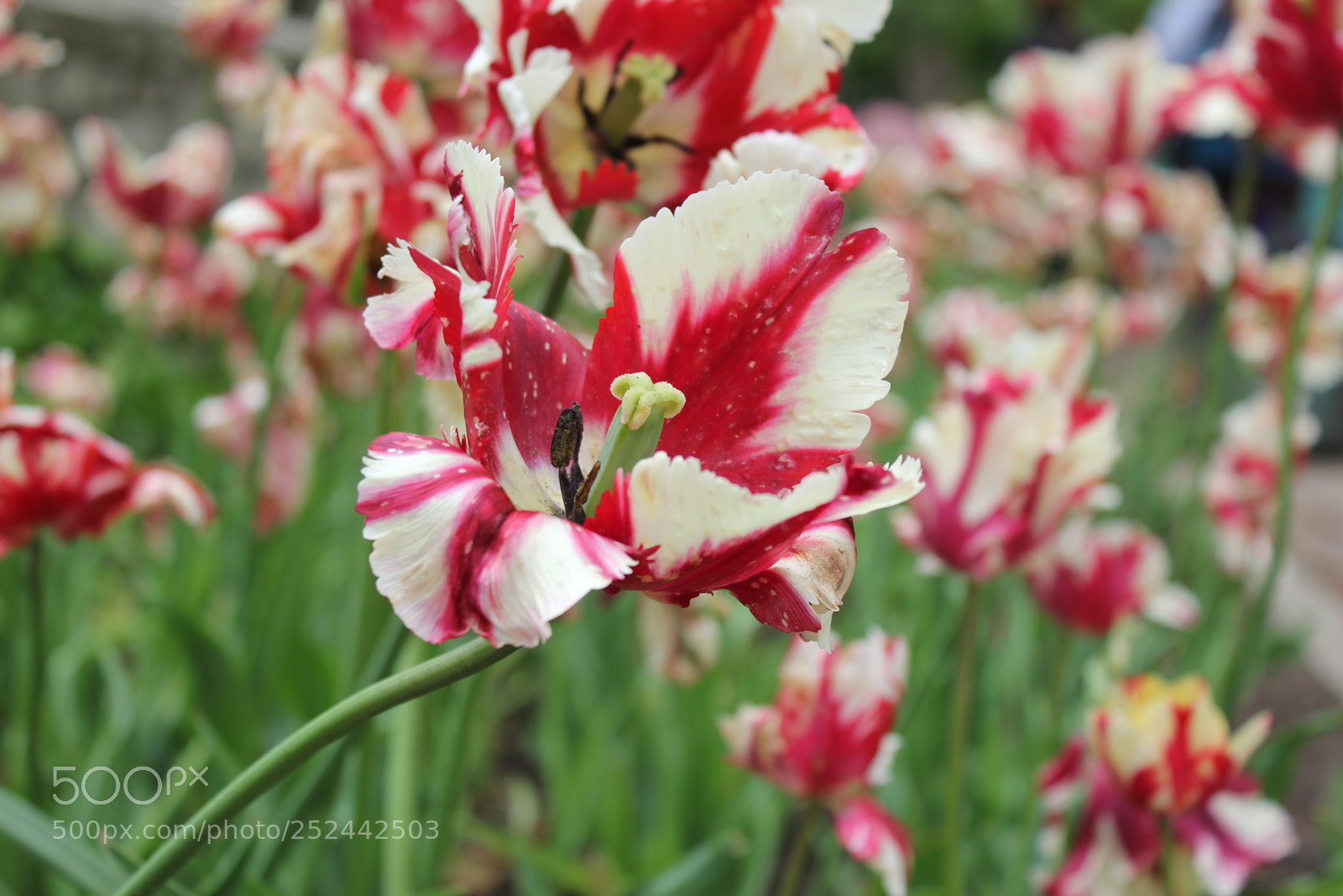 Canon EOS 550D (EOS Rebel T2i / EOS Kiss X4) sample photo. Tulips, edward's gardens, toronto photography