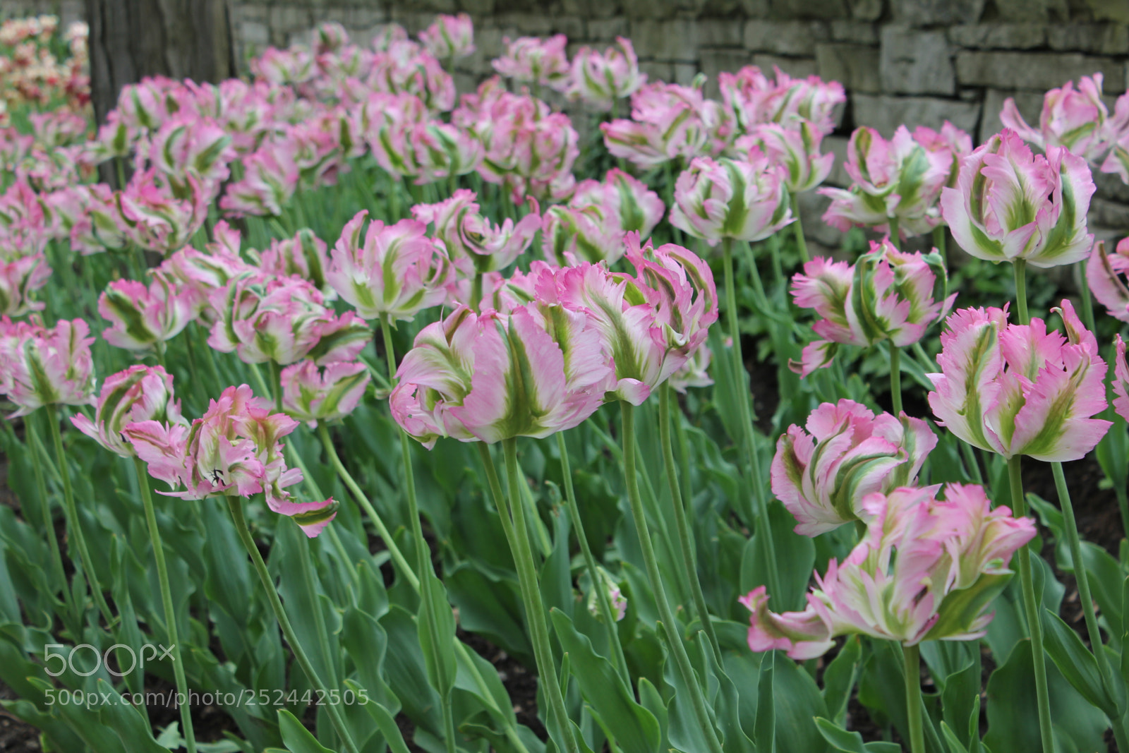 Canon EOS 550D (EOS Rebel T2i / EOS Kiss X4) sample photo. Tulips, edward's gardens, toronto photography