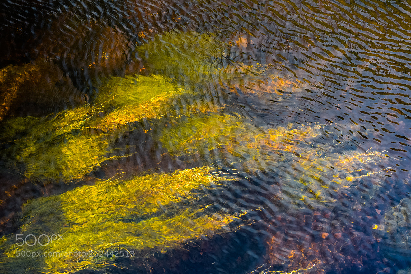 Nikon D5300 sample photo. Beneath the water photography