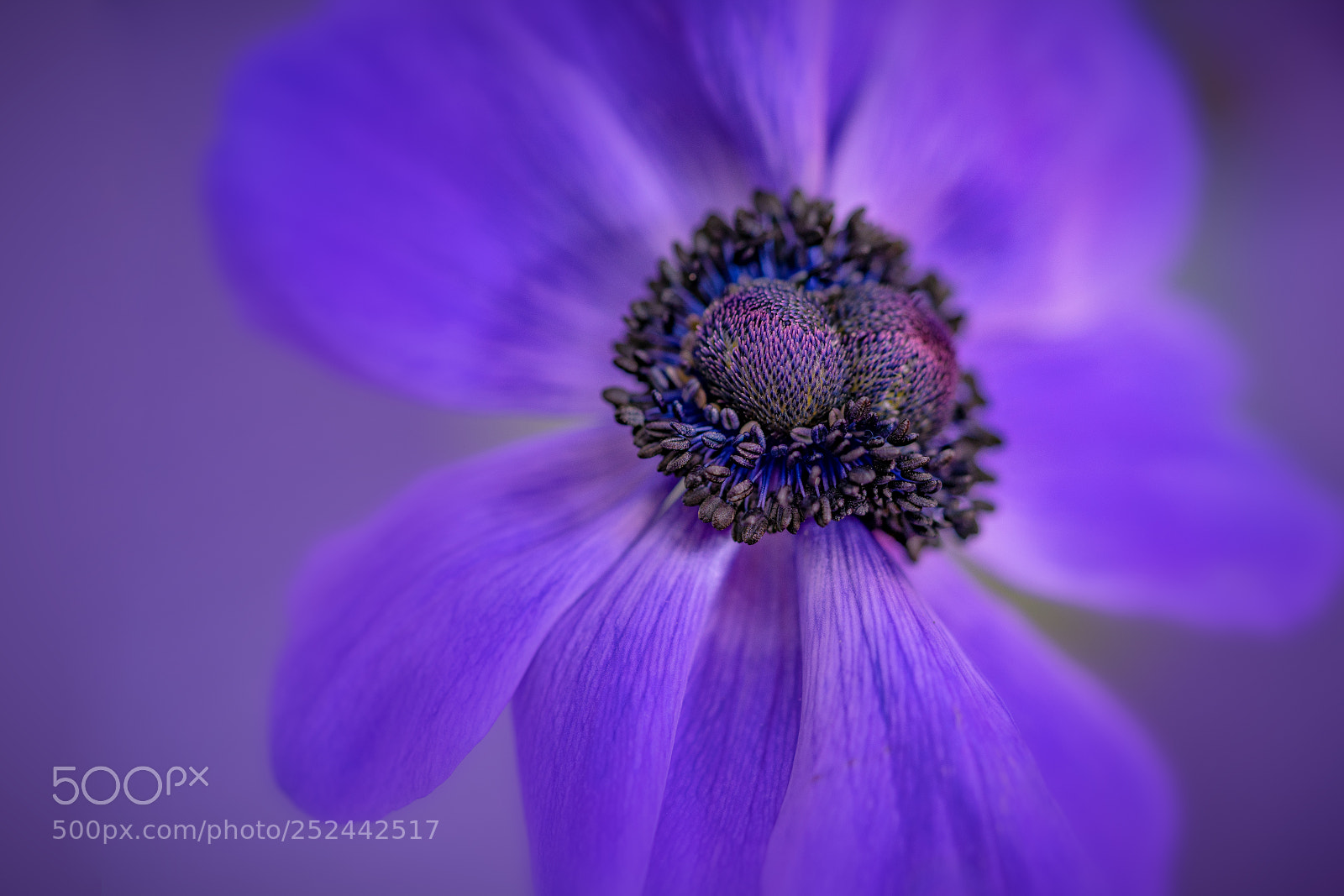 Sony a7R II sample photo. Blue-anemon photography