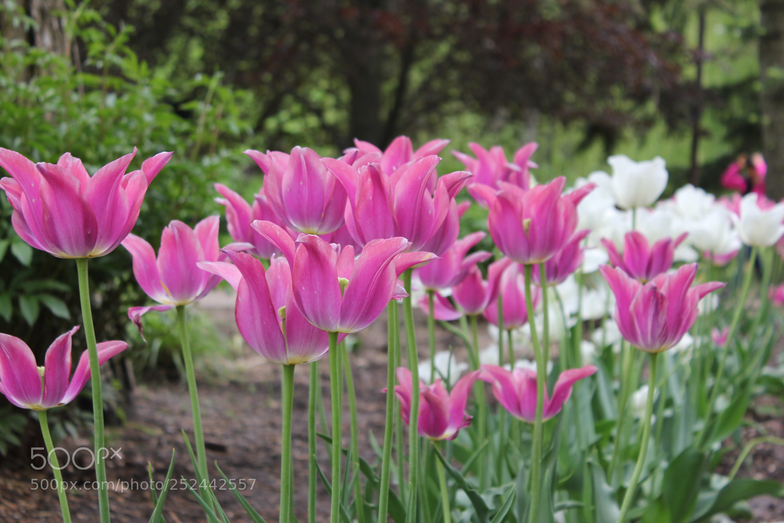 Canon EOS 550D (EOS Rebel T2i / EOS Kiss X4) sample photo. Tulips, edward's gardens, toronto photography