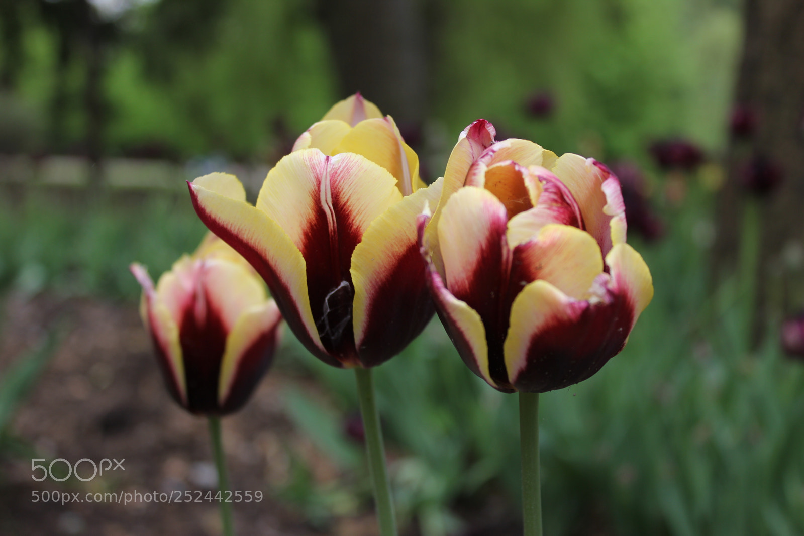 Canon EOS 550D (EOS Rebel T2i / EOS Kiss X4) sample photo. Tulips, edward's gardens, toronto photography