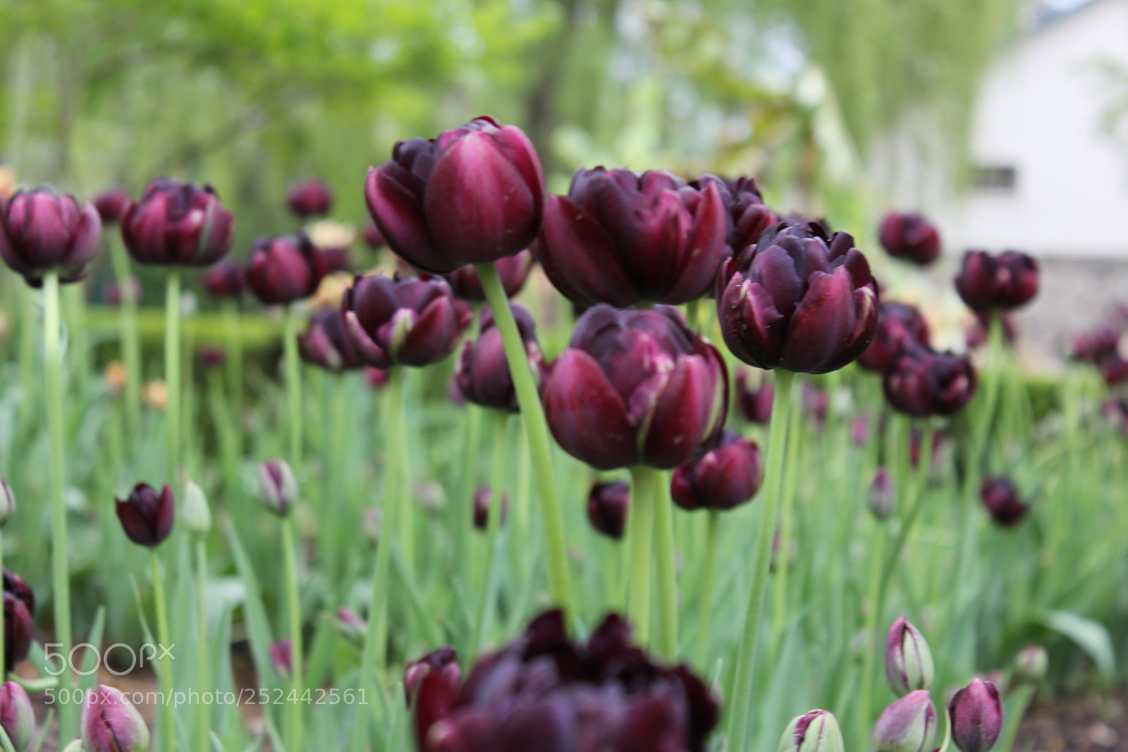 Canon EOS 550D (EOS Rebel T2i / EOS Kiss X4) sample photo. Tulips, edward's gardens, toronto photography