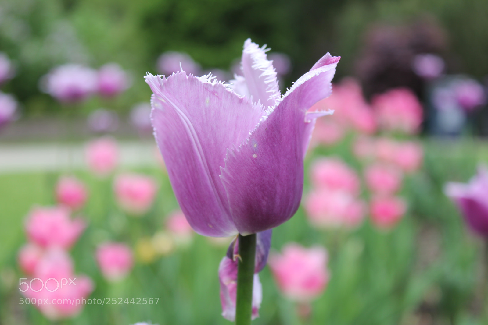 Canon EOS 550D (EOS Rebel T2i / EOS Kiss X4) sample photo. Tulips, edward's gardens, toronto photography