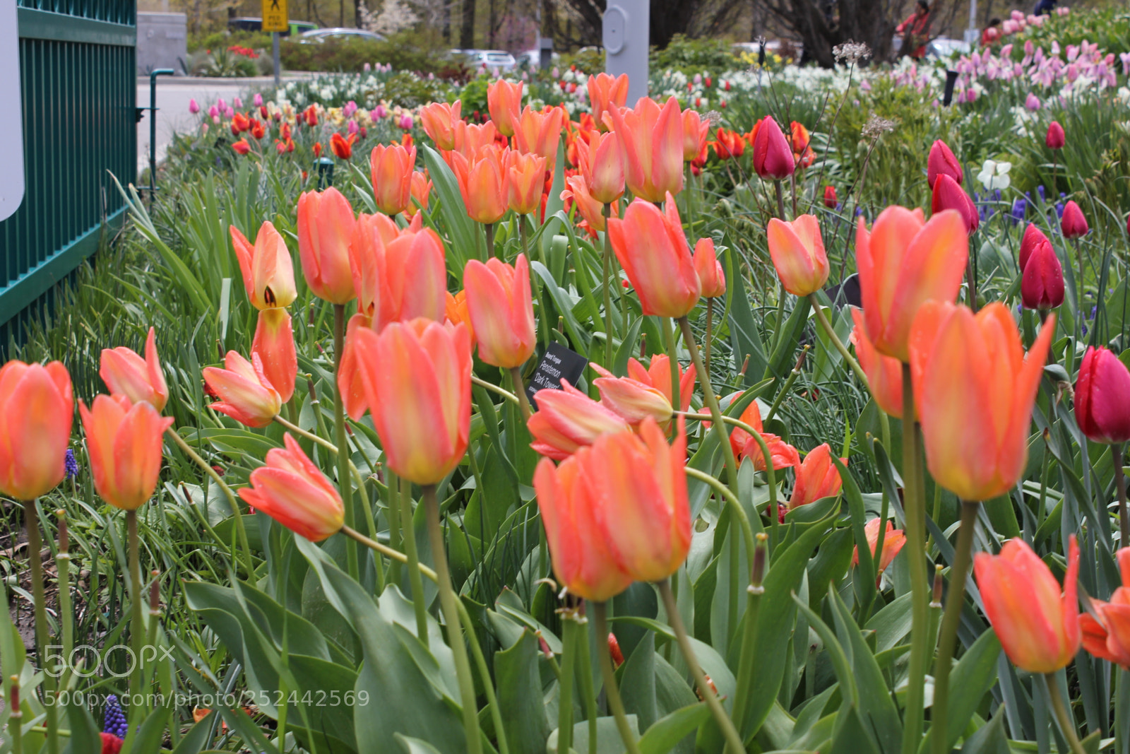 Canon EOS 550D (EOS Rebel T2i / EOS Kiss X4) sample photo. Tulips, edward's gardens, toronto photography