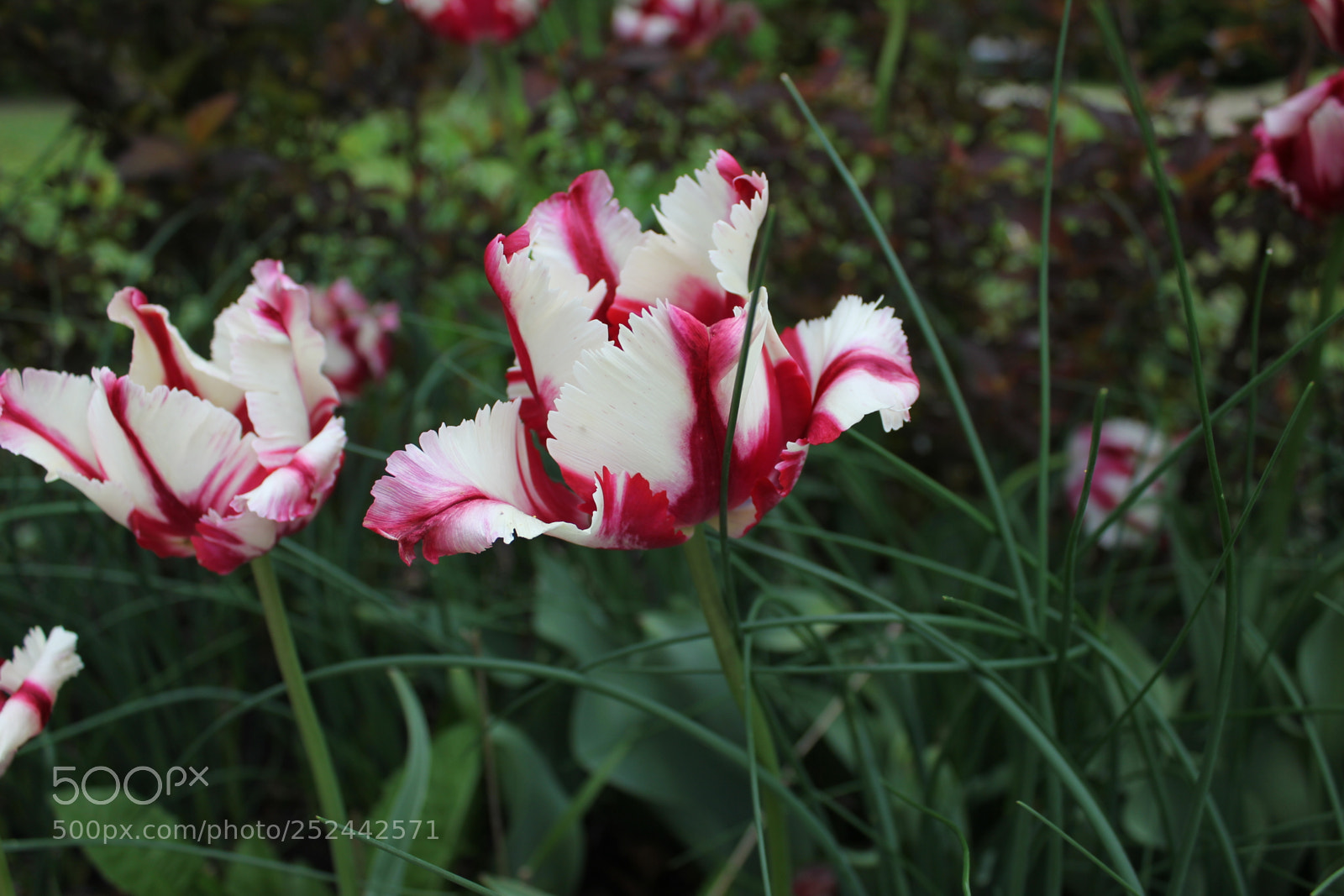 Canon EOS 550D (EOS Rebel T2i / EOS Kiss X4) sample photo. Tulips, edward's gardens, toronto photography
