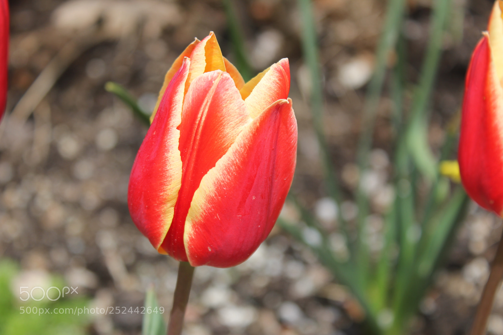 Canon EOS 550D (EOS Rebel T2i / EOS Kiss X4) sample photo. Tulips, edward's gardens, toronto photography