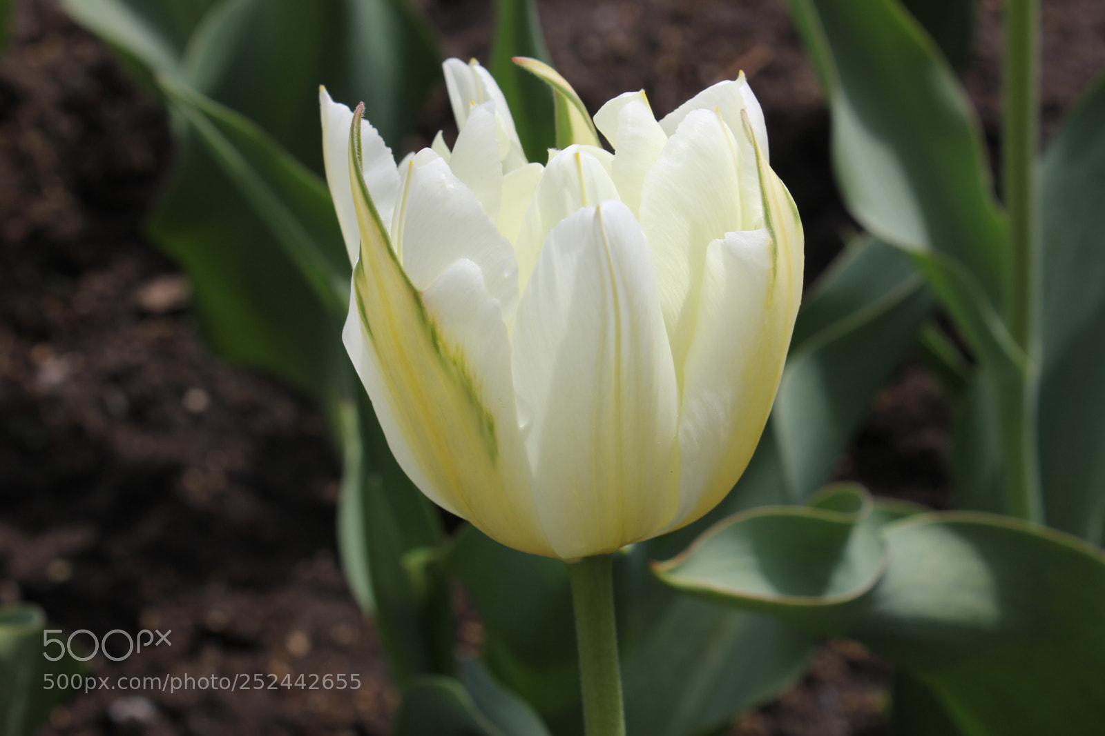 Canon EOS 550D (EOS Rebel T2i / EOS Kiss X4) sample photo. Tulips, edward's gardens, toronto photography