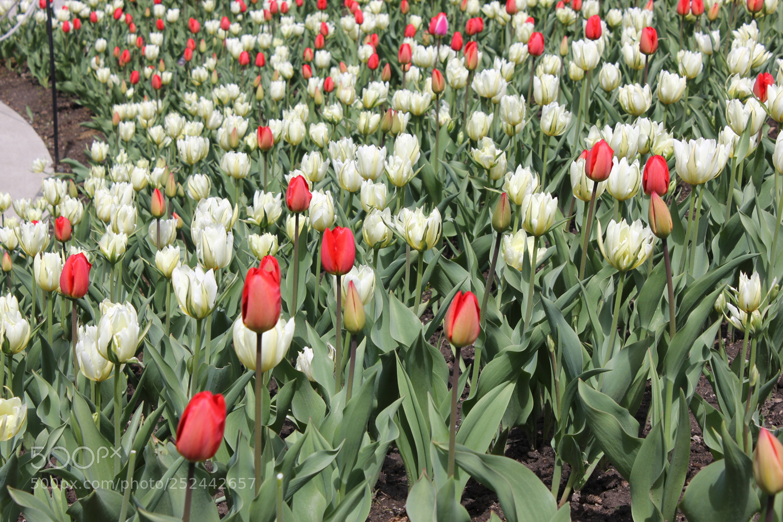 Canon EOS 550D (EOS Rebel T2i / EOS Kiss X4) sample photo. Tulips, edward's gardens, toronto photography