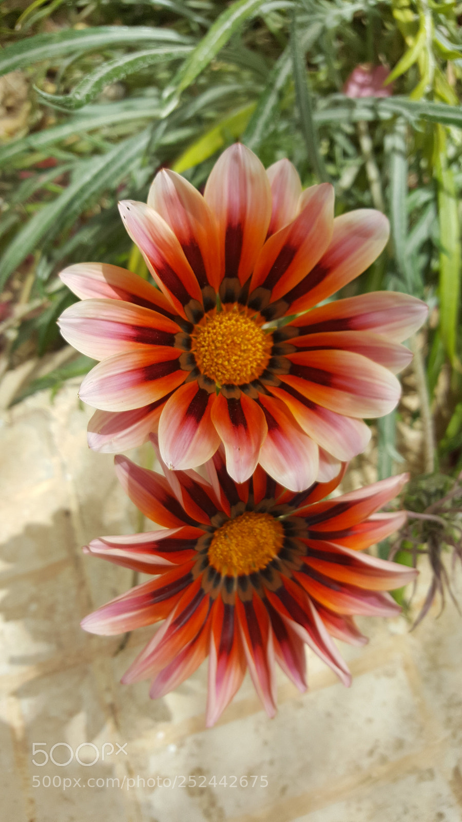 Samsung GALAXY S6 edge sample photo. Flower photography