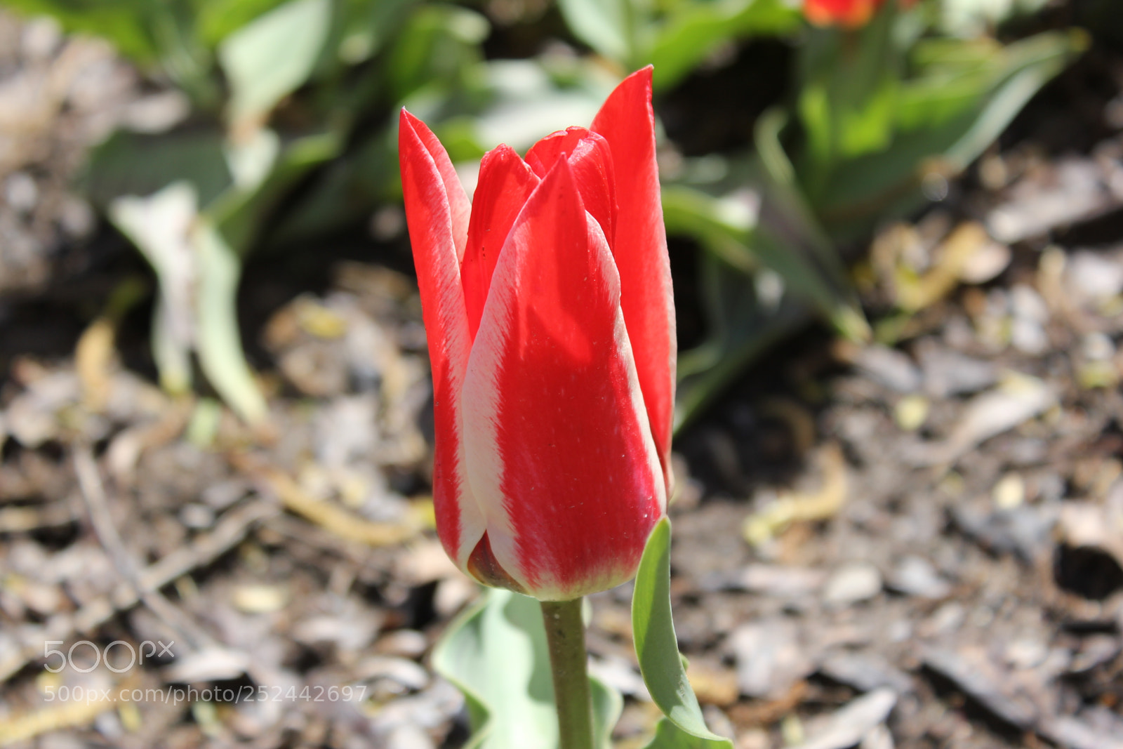 Canon EOS 550D (EOS Rebel T2i / EOS Kiss X4) sample photo. Tulips, edward's gardens, toronto photography