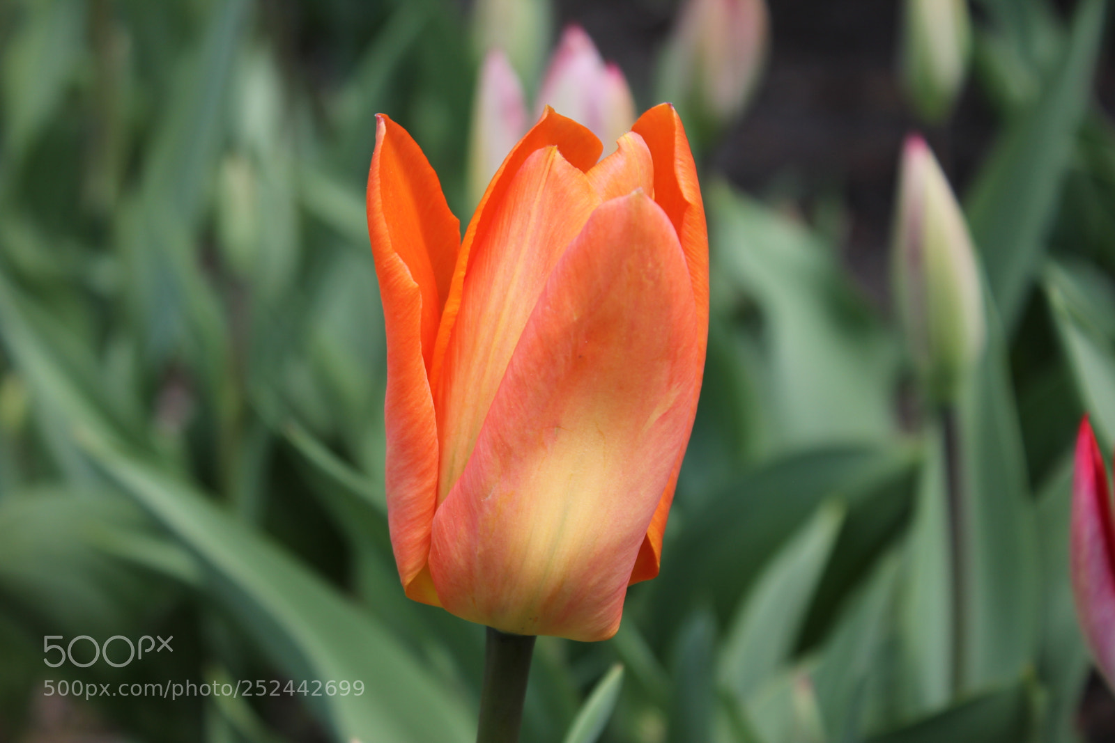 Canon EOS 550D (EOS Rebel T2i / EOS Kiss X4) sample photo. Tulips, edward's gardens, toronto photography