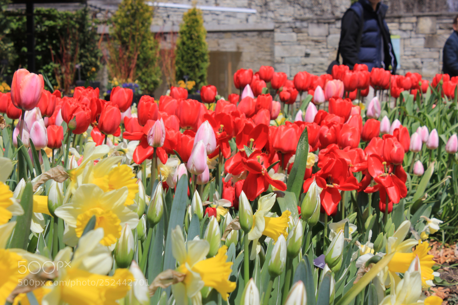 Canon EOS 550D (EOS Rebel T2i / EOS Kiss X4) sample photo. Tulips, edward's gardens, toronto photography