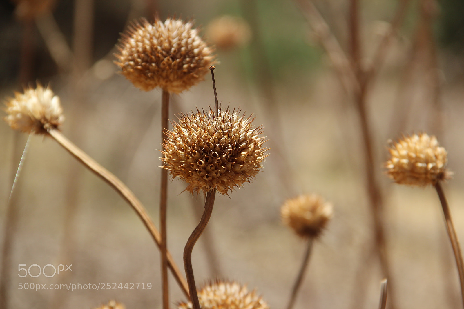 Canon EF-S 18-135mm F3.5-5.6 IS sample photo. Somewhere in africa photography