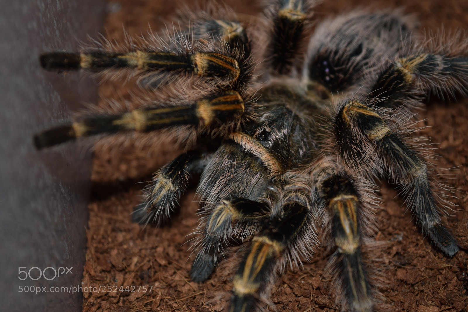Nikon D3300 sample photo. Predator eyes photography