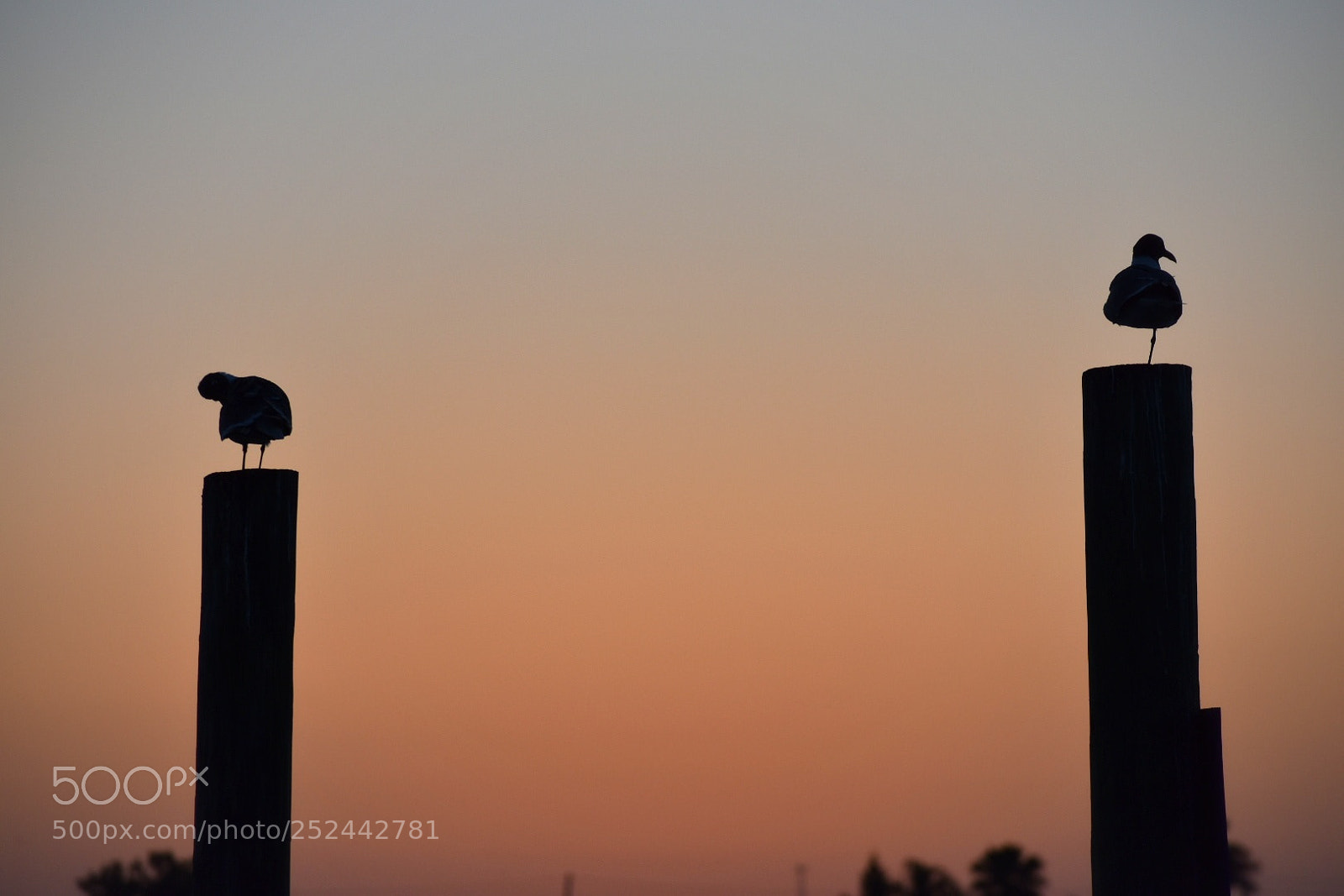Nikon D3400 sample photo. Pair photography