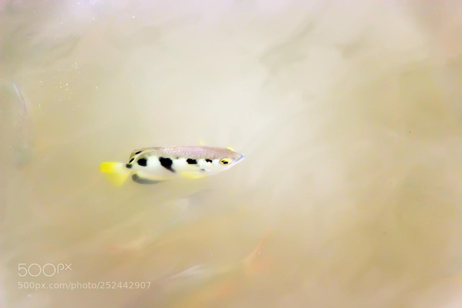 Canon EOS 700D (EOS Rebel T5i / EOS Kiss X7i) sample photo. Archer fish are swimming photography