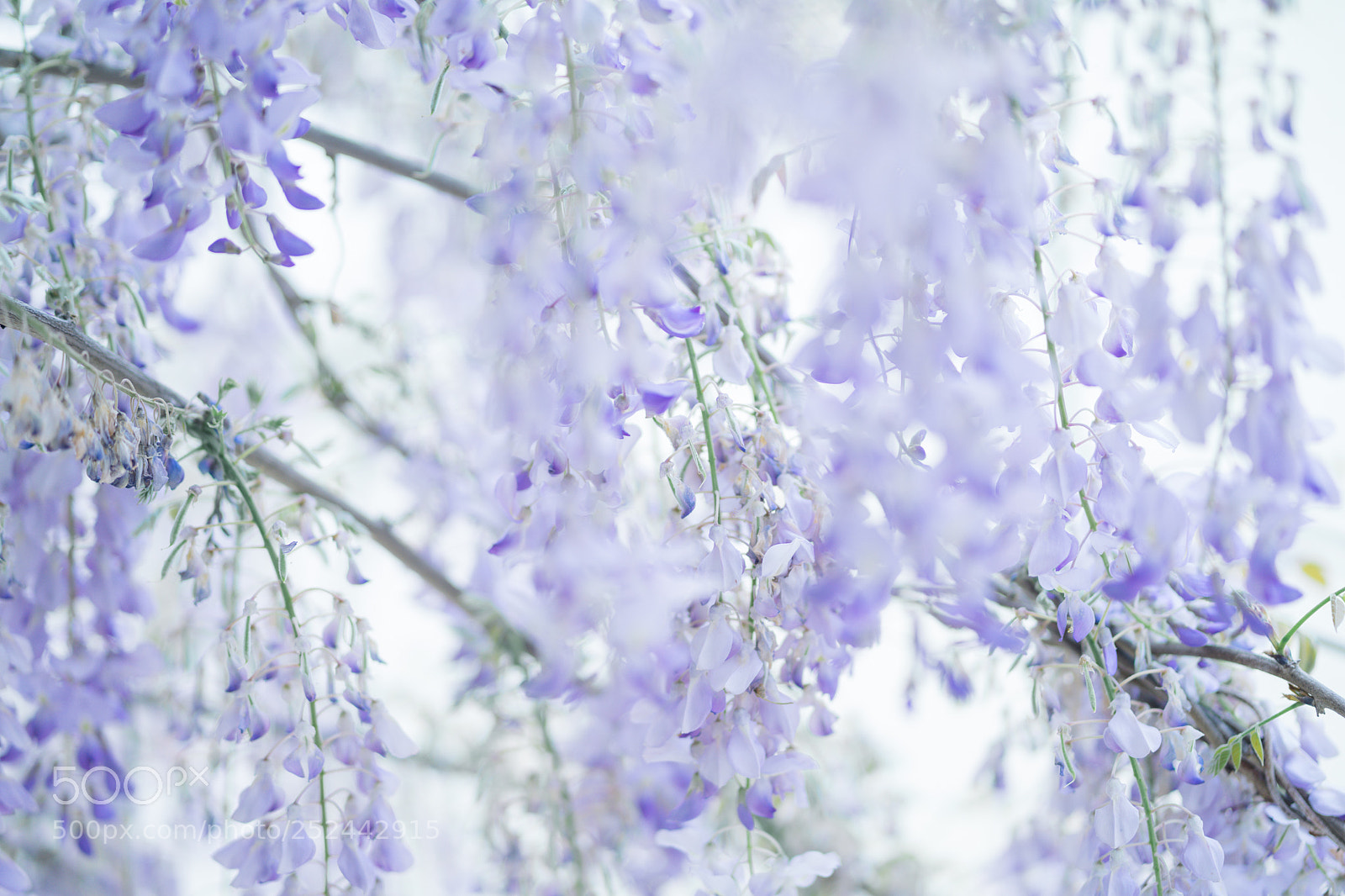 Sony a7 II sample photo. 紫藤花 photography