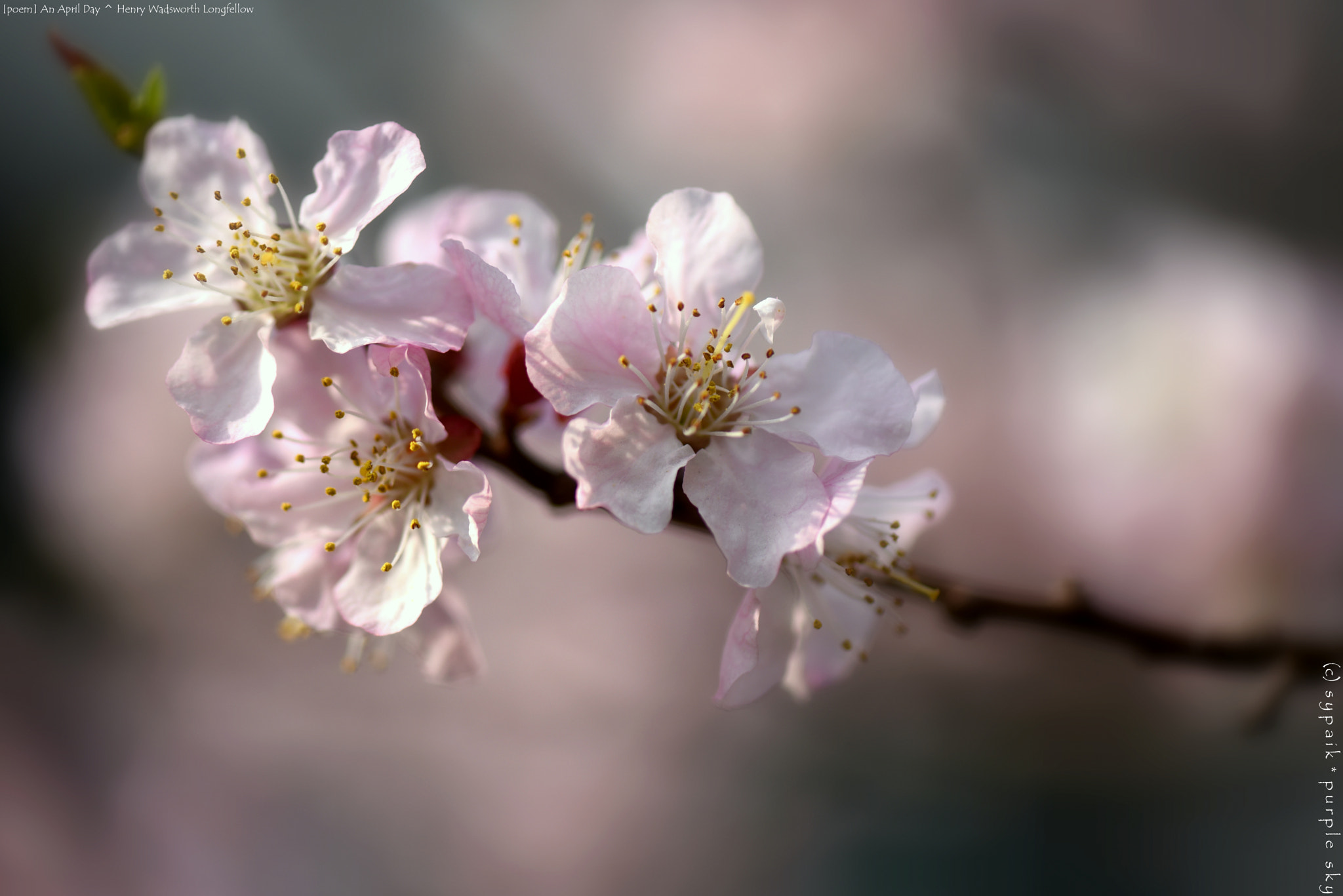 Nikon AF-S Micro-Nikkor 105mm F2.8G IF-ED VR sample photo. An april day * photography