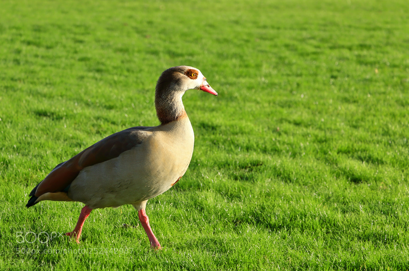 Canon EOS 70D sample photo. Brown duck walking on photography