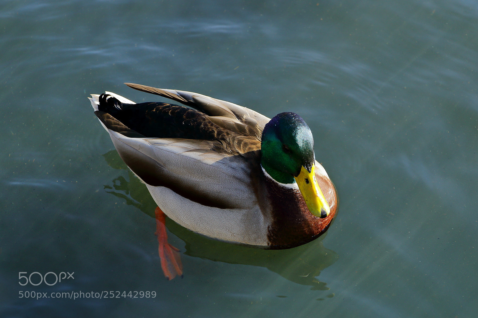 Canon EOS 70D sample photo. Duck swimming quietly photography