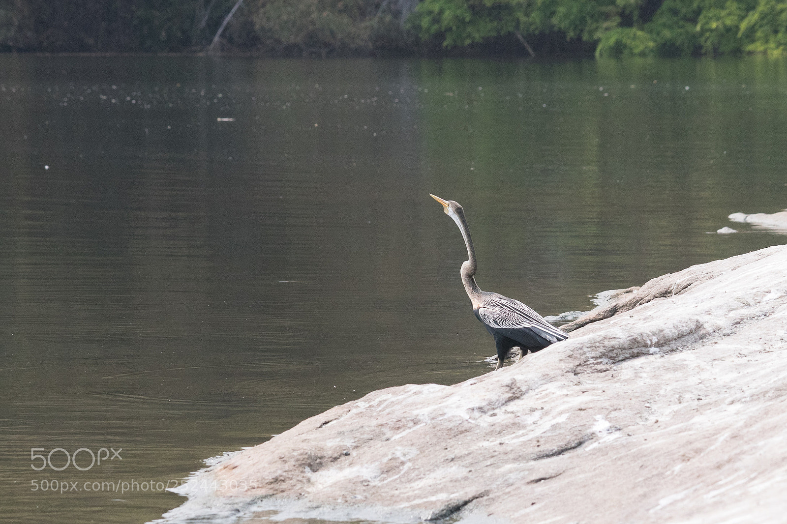 Canon EOS 77D (EOS 9000D / EOS 770D) sample photo. Snake bird photography