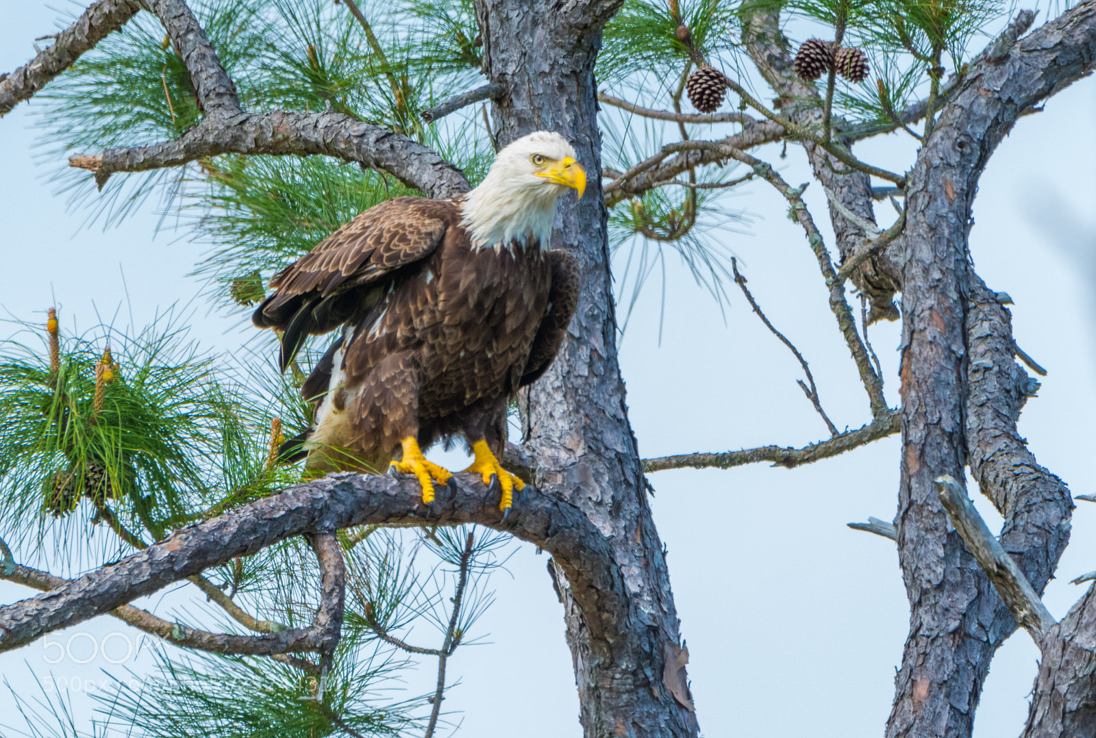 Nikon D500 sample photo. Bald eagle at fort photography