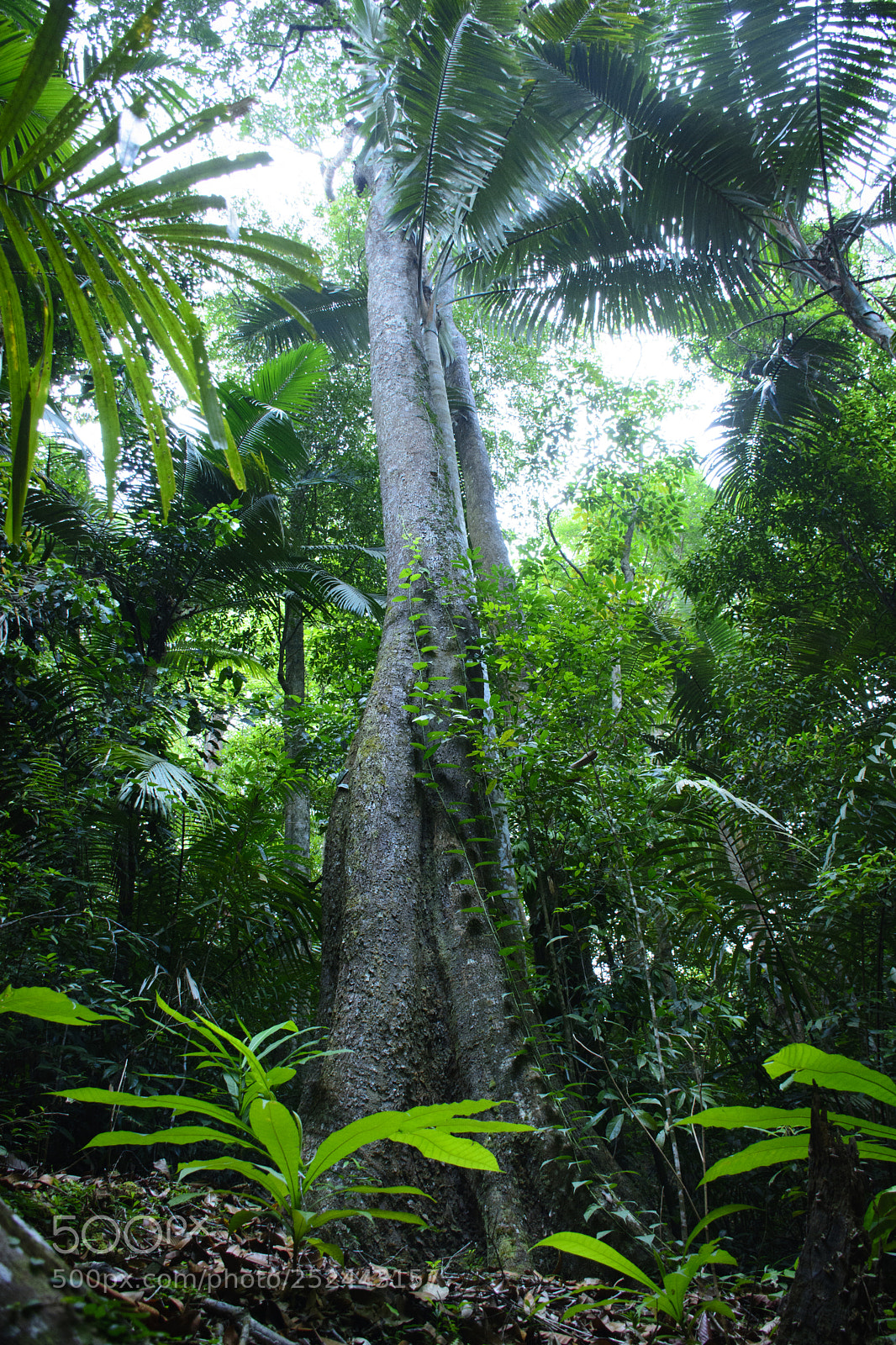 Nikon D7100 sample photo. Tree in forest photography