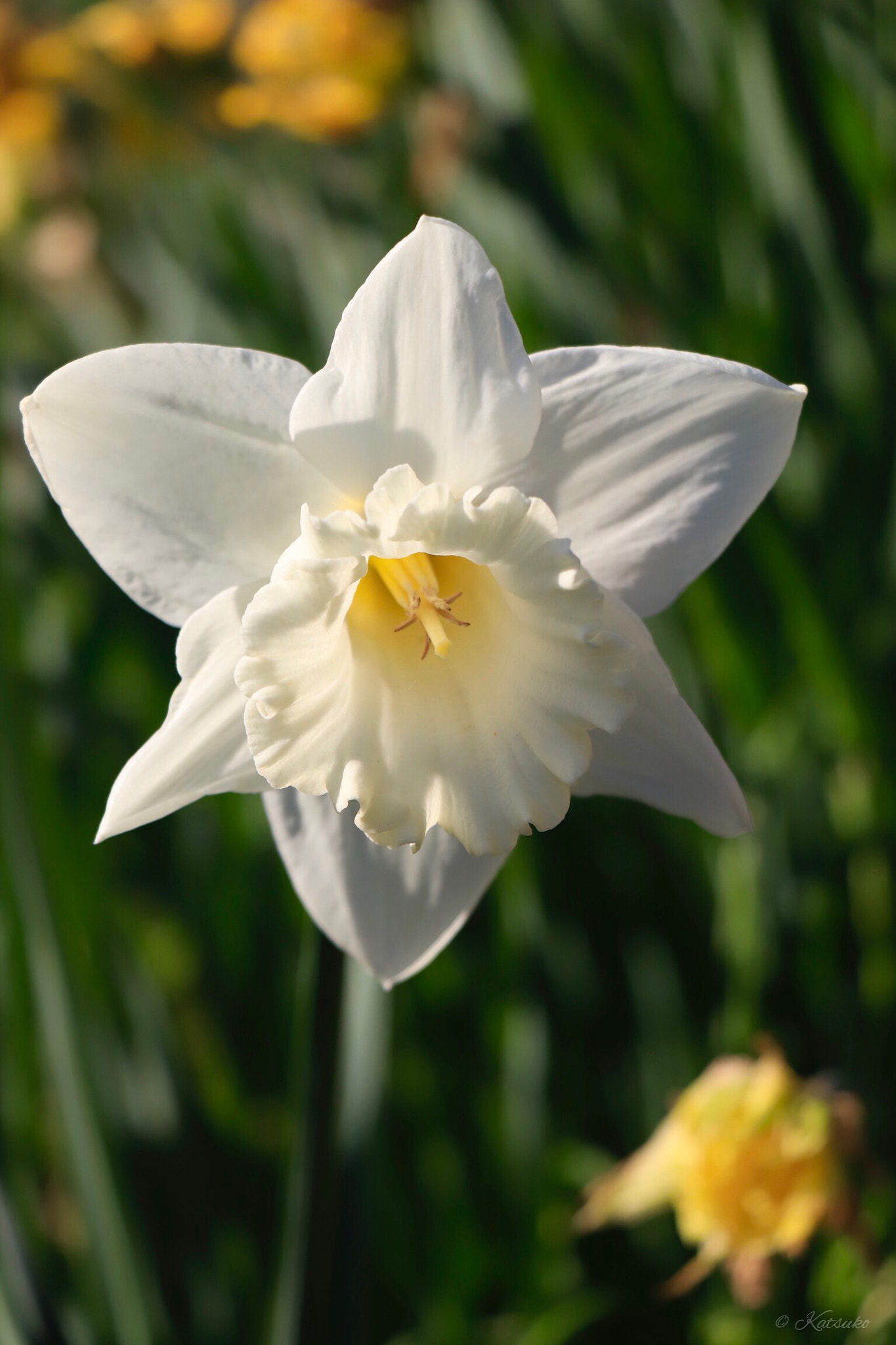 Canon EOS 77D (EOS 9000D / EOS 770D) sample photo. Daffodil photography