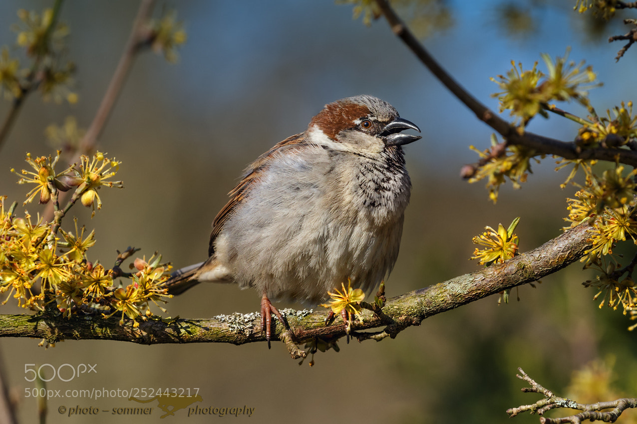 Canon EOS 70D sample photo. Sparrow photography