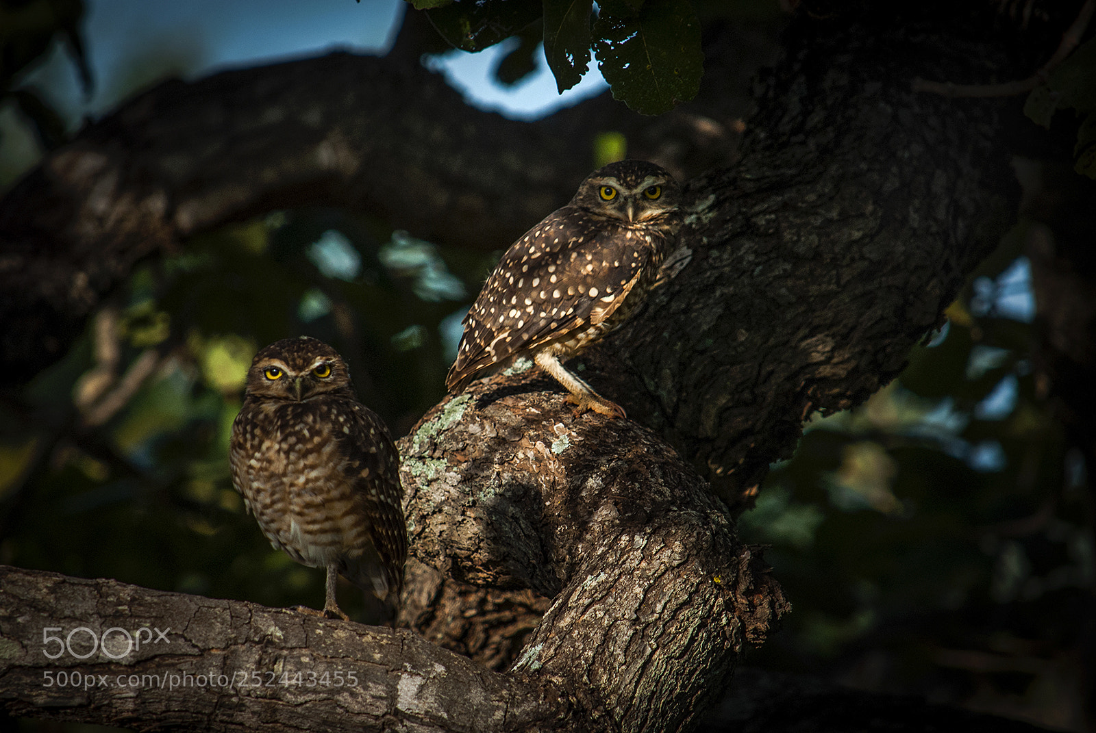 Nikon D200 sample photo. Burrowing owls photography