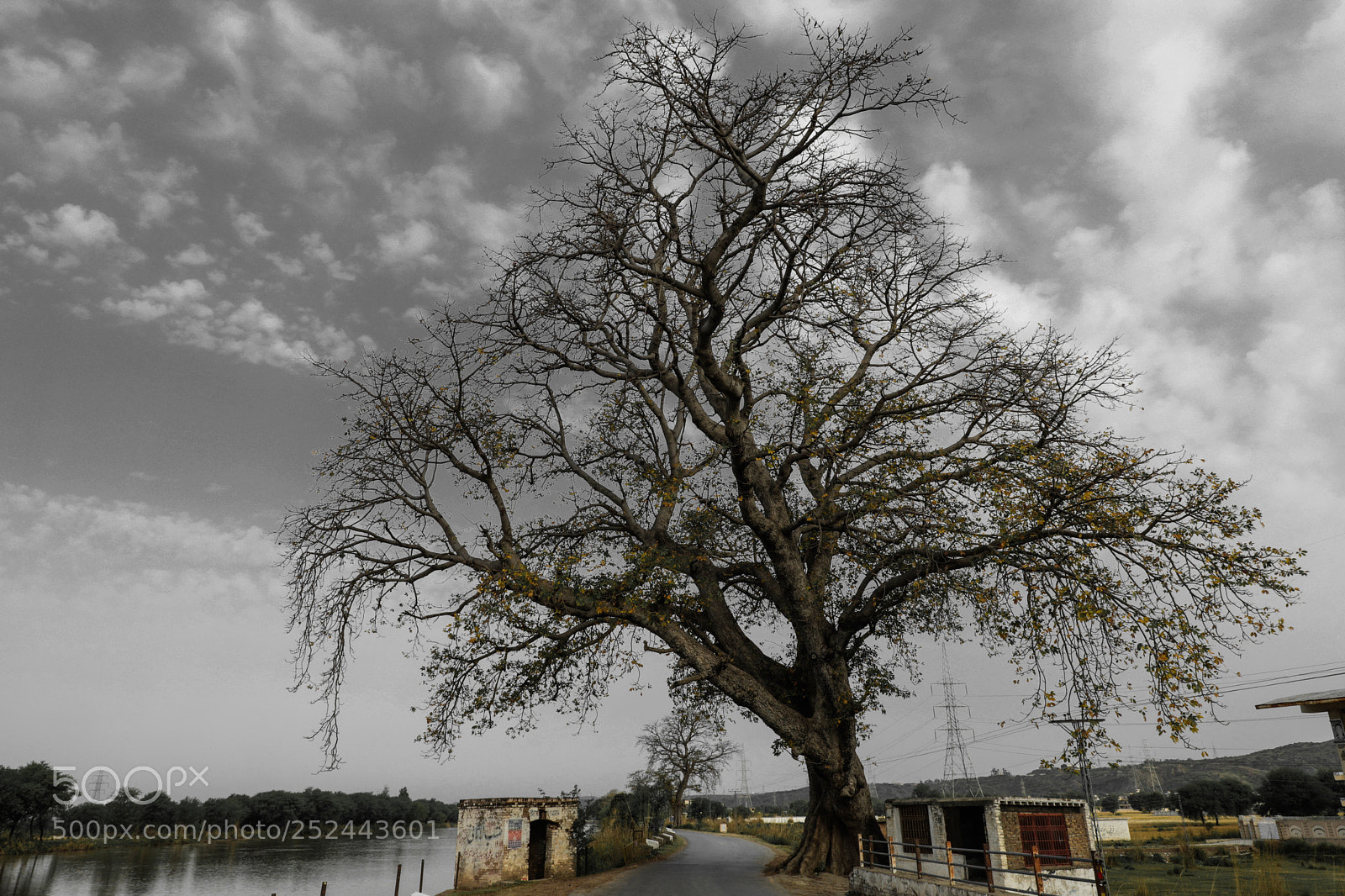 Canon EOS 5D Mark IV sample photo. Old, wise and lonely photography