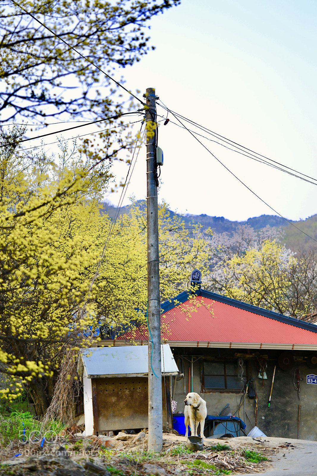 Canon EOS 5D Mark IV sample photo. Spring is color photography