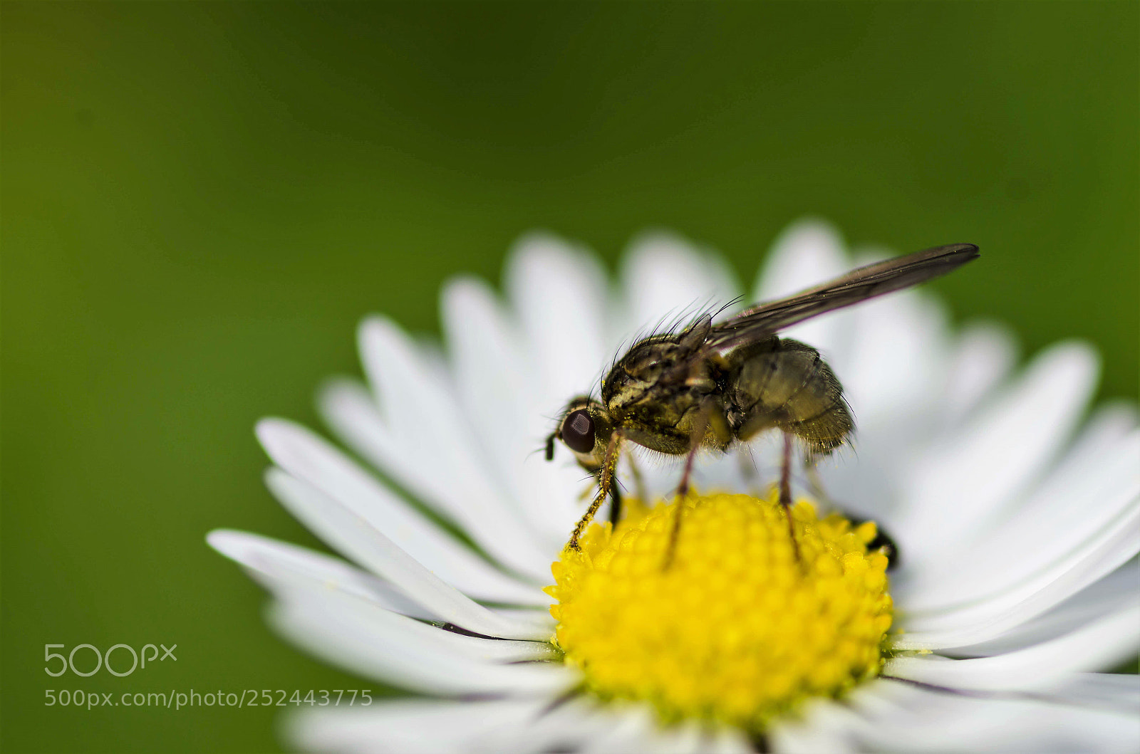 Nikon D7000 sample photo. Insects foraging photography