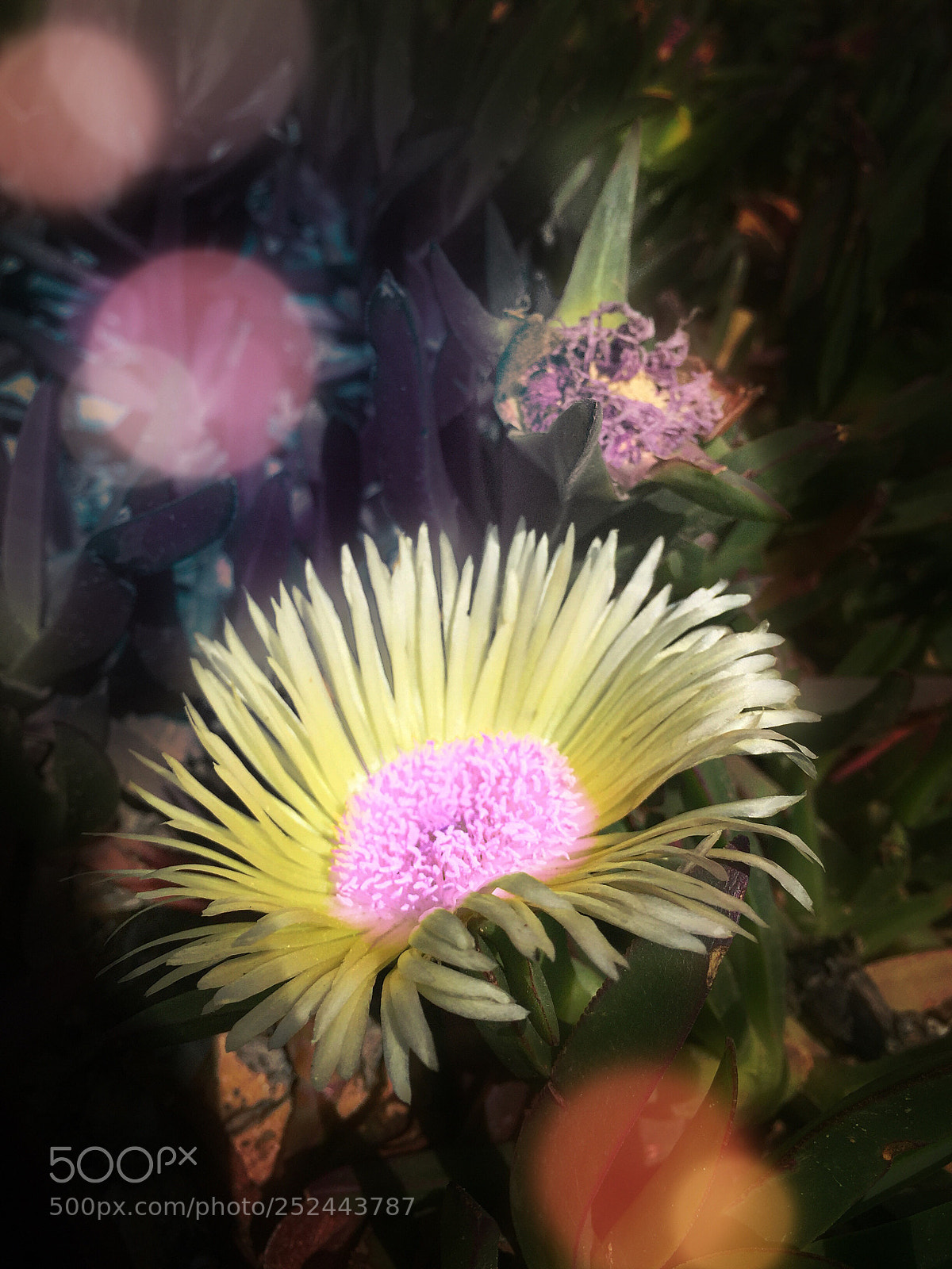 Apple iPhone 6 sample photo. Looming spring photography
